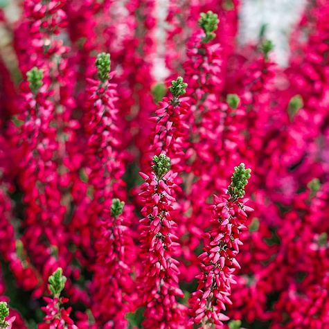 Vřes obecný červený poupátkový – sazenice