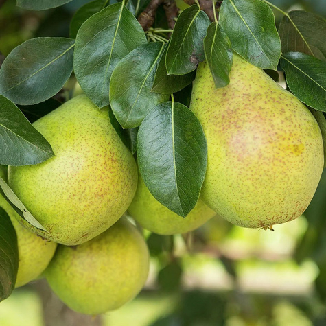 Hrušeň Lucasova – sazenice s holým kořenem
