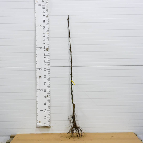 Hrušeň asijská Kumoi – sazenice s holým kořenem