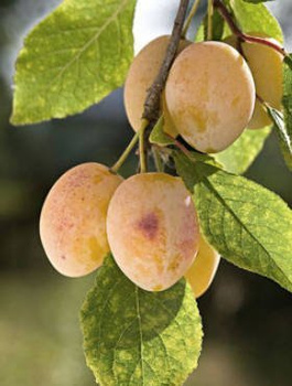 Švestka Wegierka Bilá – sazenice s holým kořenem