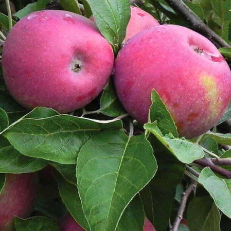 Cortland Wicki START PACK ® Zimní jabloň