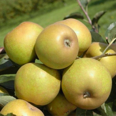 Jabloň Szara Reneta (Šedá reneta) – sazenice s holým kořenem