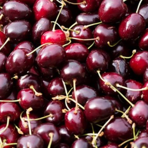 Třešeň zakrslá Kordia (GISELA5) – sazenice s holým kořenem