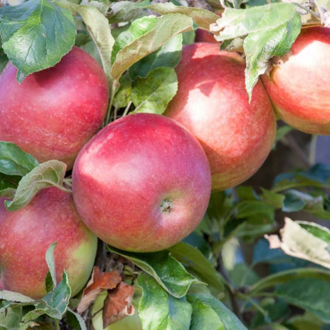 Jabloň sloupovitá Mango — sazenice s holým kořenem