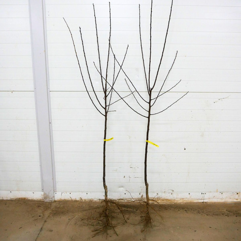 Švestka Renkloda Zelená – sazenice s holým kořenem