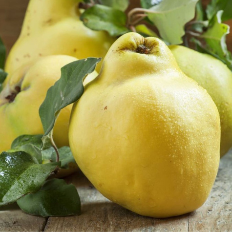 Hruška kdoule Portugalsko START PACK