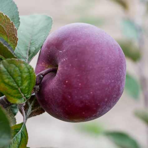 Jabloň Red Love – sazenice s holým kořenem