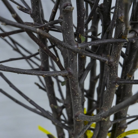 Jabloň Kronselská – sazenice s holým kořenem