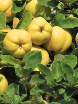 Kdoule hruškovitá Rea’s Mammoth – sazenice s holým kořenem