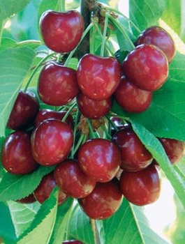 Třešeň Simona – sazenice s holým kořenem