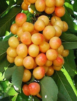 Třešeň Kunzego – sazenice s holým kořenem