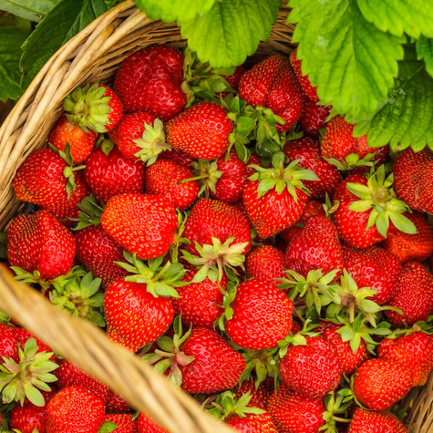 10 ks. Sazenice jahodníku 'Kama'