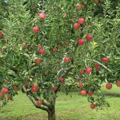 Jabloň Koksova oranžová – sazenice s holým kořenem