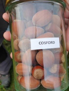 Líska Cosford – sazenice s holým kořenem