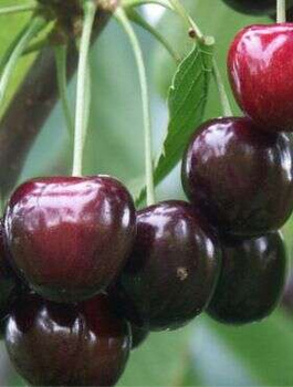 Třešeň Tamara – sazenice s holým kořenem
