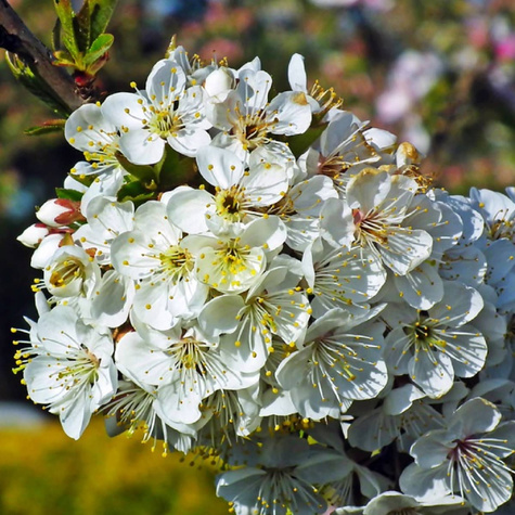 Třešeň Schneidera – sazenice s holým kořenem