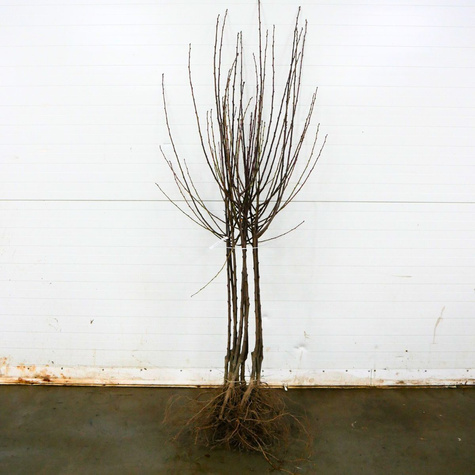 Švestka Jerozolimka Broskvová Renklóda – sazenice s holým kořenem