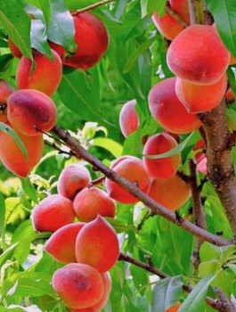 Broskvoň Rakoniewicka – sazenice s holým kořenem