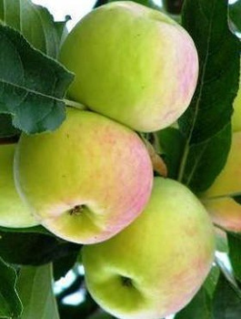 Jabloň Ananas Berzenicky – sazenice s holým kořenem