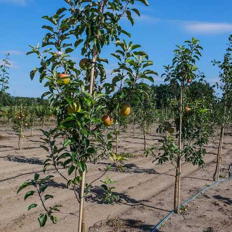 Jabloň Elstar – sazenice s holým kořenem