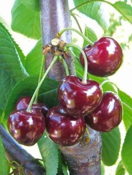 Třešeň Horka – sazenice s holým kořenem