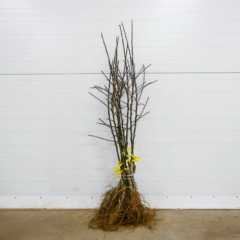 Jabloň Antonówka Bílá Smetanková Půltorfuntová – sazenice s holým kořenem