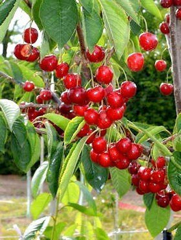 Třešeň Christiana – sazenice s holým kořenem