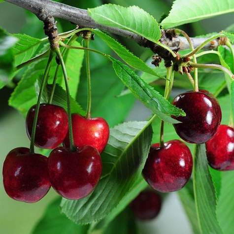 Mini višeň zakrslá Piemont – sazenice s holým kořenem