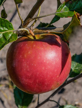 Jabloň Najdared – sazenice s holým kořenem