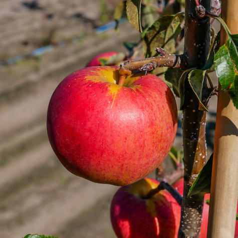 Jabloň Gala Beech Brook Field Bukfeld START PACK