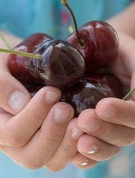 Třešeň Siestronka – sazenice s holým kořenem