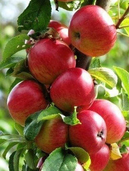 Jabloň Alwa – sazenice s holým kořenem