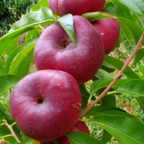 Nektarinka Flatryna – sazenice s holým kořenem