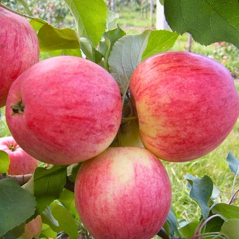 Jabloň Celesta – sazenice s holým kořenem