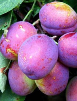 Švestka Oneida – sazenice s holým kořenem