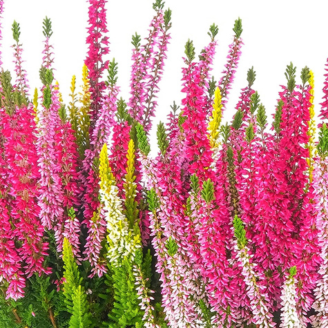 Vřes obecný Tricolor Trio Mix – sazenice