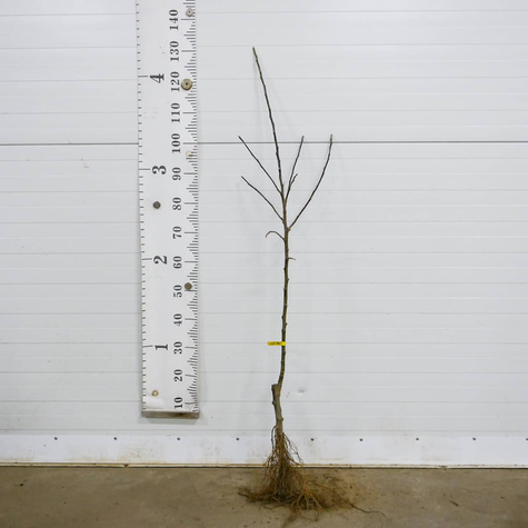 Jabloň Jonagored – sazenice s holým kořenem