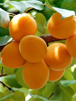 Meruňka Early Orange – sazenice s holým kořenem