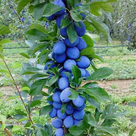 Švestka sloupovitá Fruca – sazenice s holým kořenem