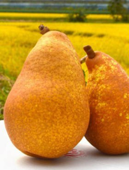 Hrušeň Generál Leclerc – sazenice s holým kořenem