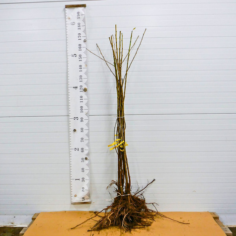 Třešeň zakrslá Vega (GISELA5) – sazenice s holým kořenem