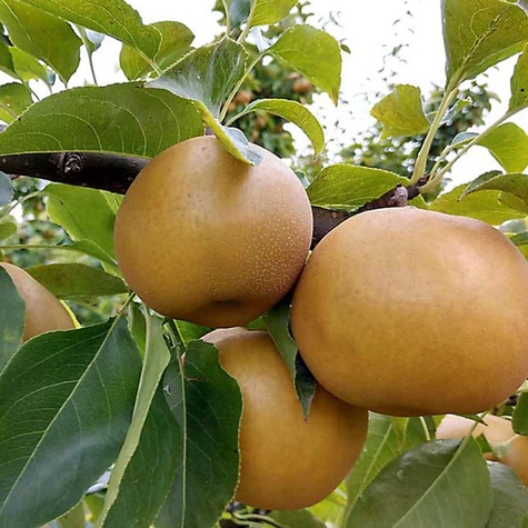 Asijská hrušeň Shinseiki – sazenice s holým kořenem