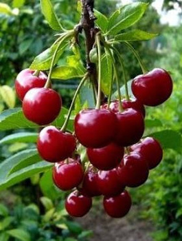 Višeň Debreceni Botermo – sazenice s holým kořenem