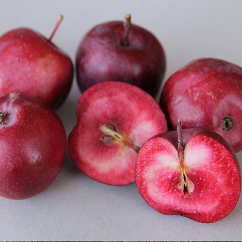 Jabloň sloupovitá Maypole Ballerina – sazenice s holým kořenem