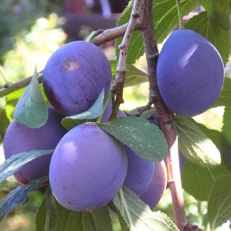 Švestka Herman START PACK ®