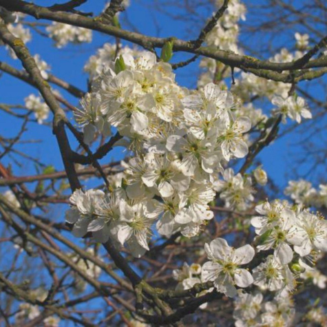 Švestka Jojo – sazenice s holým kořenem