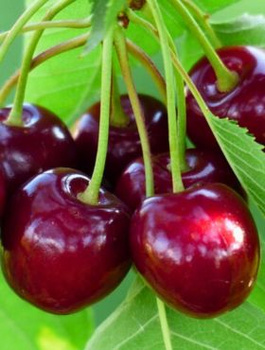 Třešeň Summit – sazenice s holým kořenem