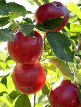 Jabloň Geneva Early – sazenice s holým kořenem