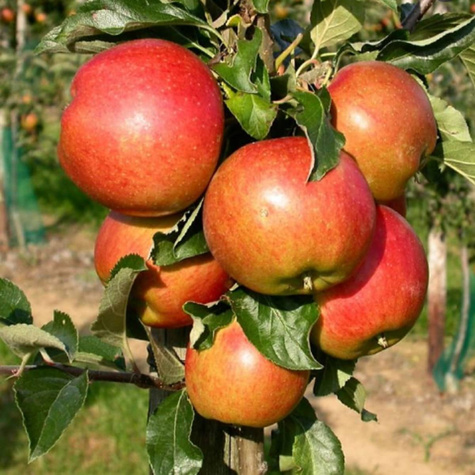 Jabloň Cesarz Wilhelm – sazenice s holým kořenem