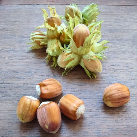 Truchsessa lískový oříšek START PACK